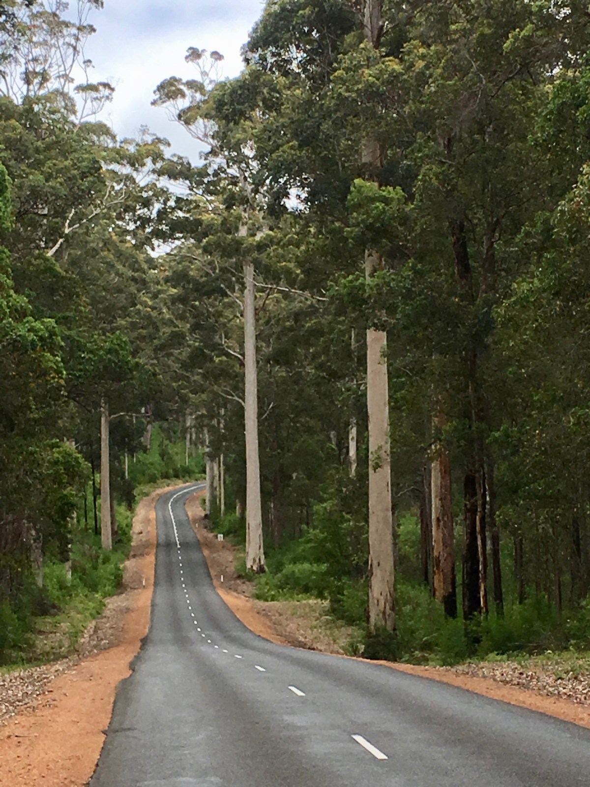 A drive in the&nbsp;bush